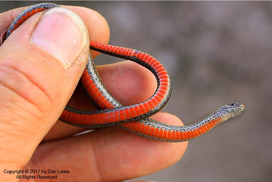 A Black Hills redbelly snake photographed during bat fieldwork in Wyoming