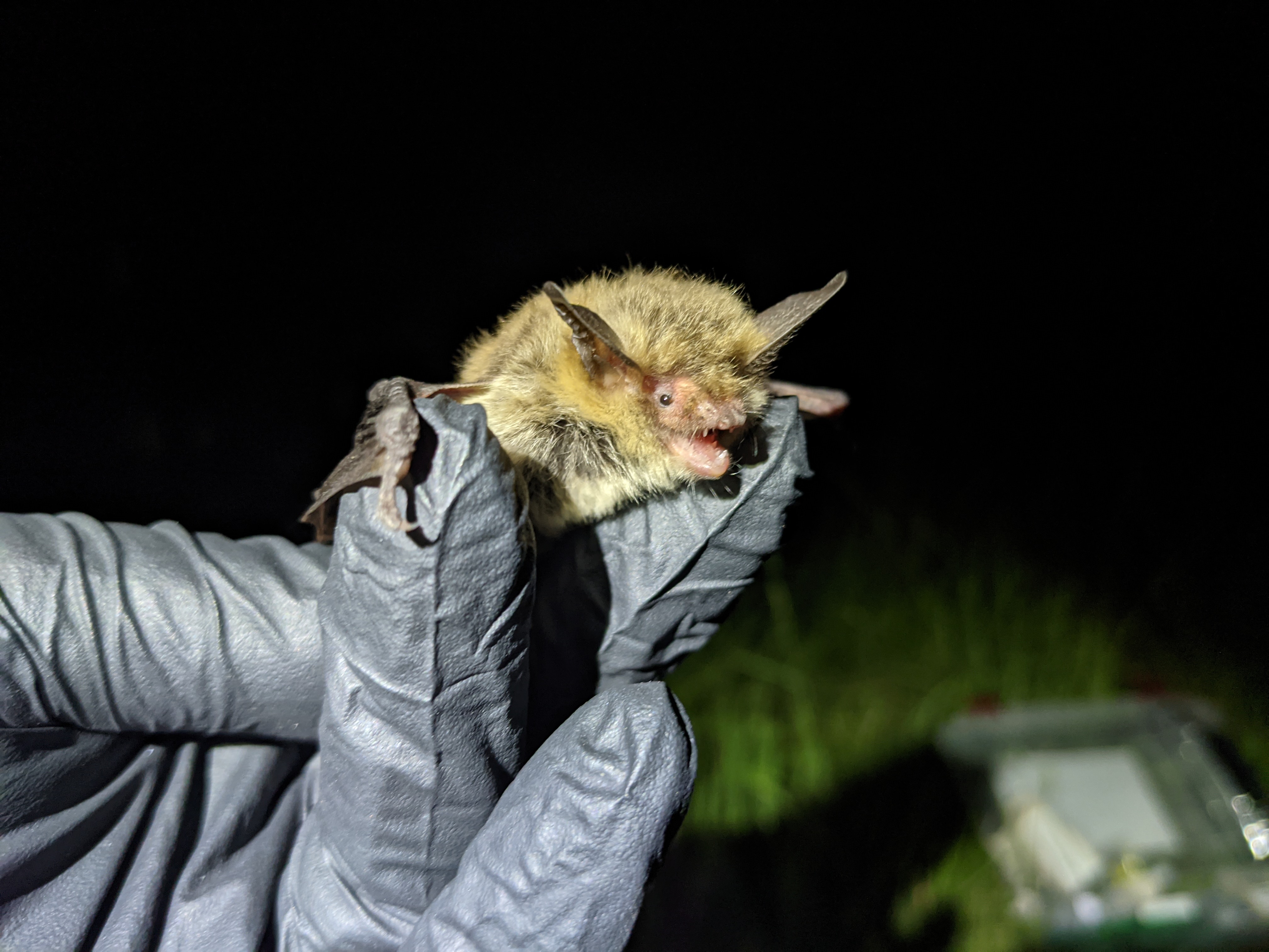 Bat research in the Black Hills