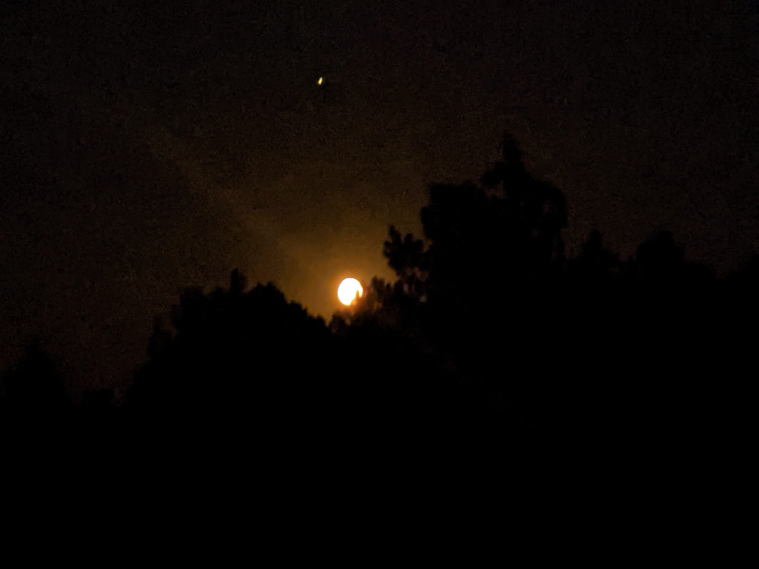 Bat fieldwork
