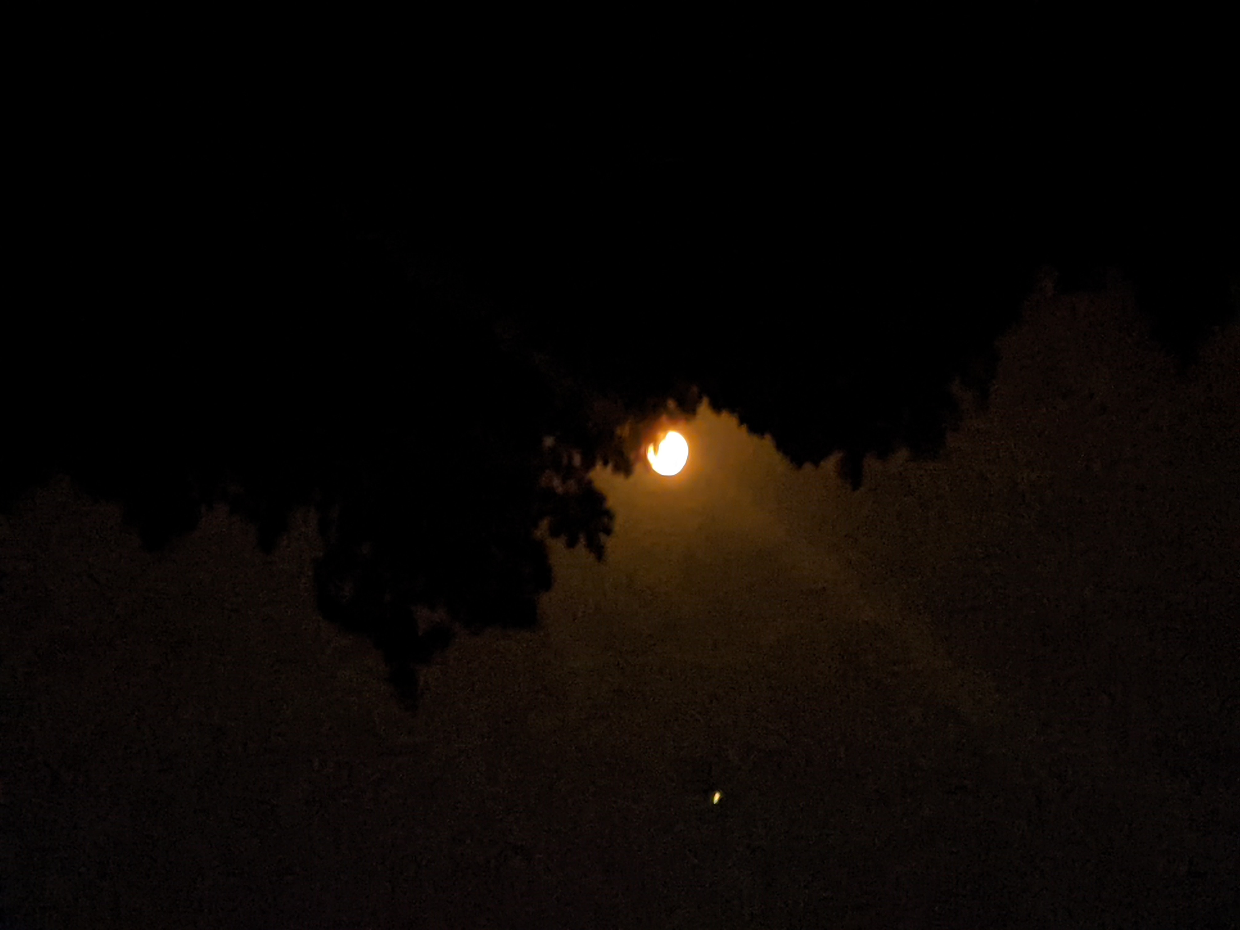 Bat fieldwork at night
