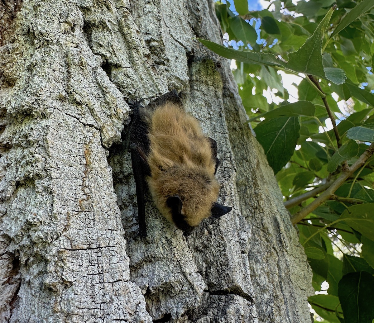 Western small-footed bat held during fieldwork — from WyoFile feature