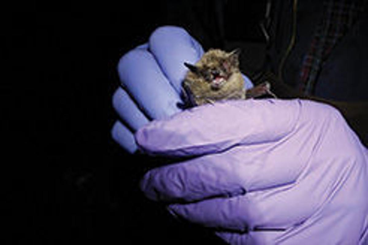 Bat held by researcher during Sheridan County bat survey
