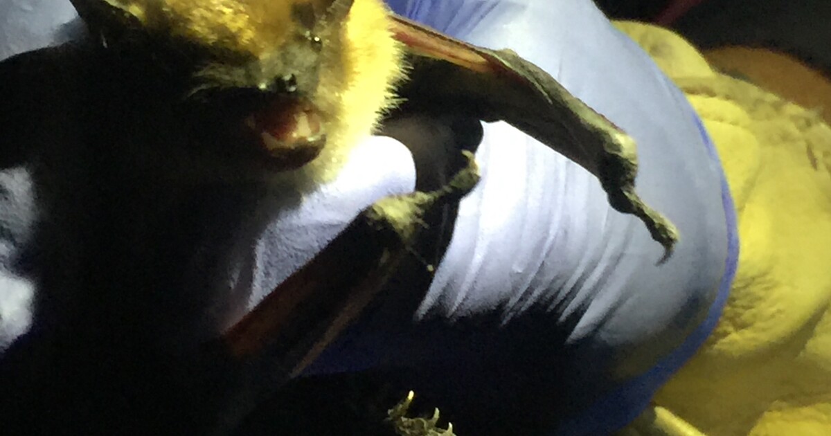 Northern long-eared bat in the Black Hills — from Wyoming Public Media story